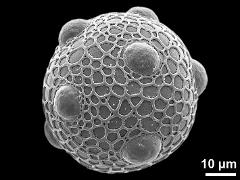 hydrated pollen grain