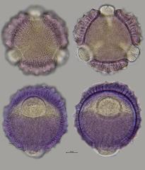 hydrated pollen