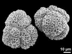 hydrated tetrads