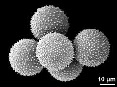 dry pollen grains