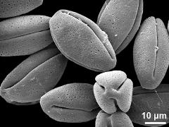 dry pollen grains