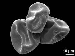 dry pollen
