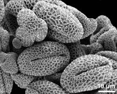 dry pollen grains