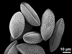 dry pollen grains