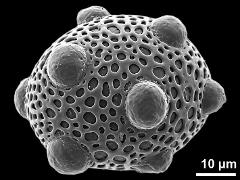 hydrated pollen grain