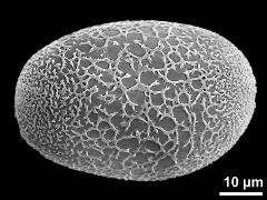 polar proximal view