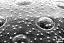apertures and exine surface