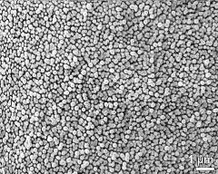exine surface