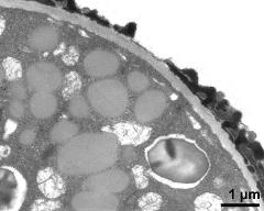 pollen wall, aperture area