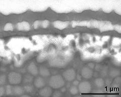 interapertural area of pollen wall