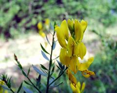 flowers of Genista tinctoria