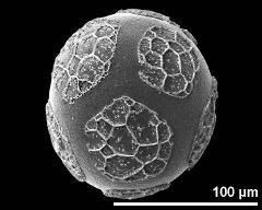 hydrated pollen grain