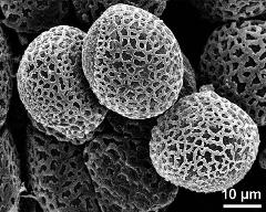 hydrated pollen grains