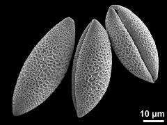 dry pollen grains