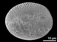 polar distal view