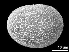 hydrated pollen grain