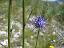 inflorescence(s)