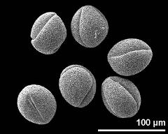 dry pollen grains