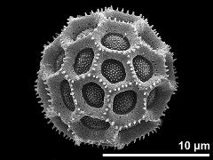 hydrated pollen grain