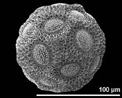 hydrated pollen grain