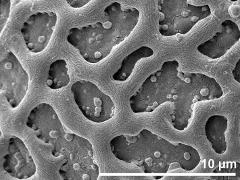 exine surface
