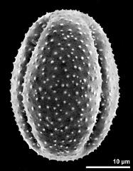 dry pollen grain in equatorial view