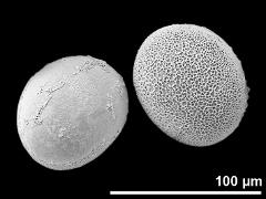 hydrated pollen grains