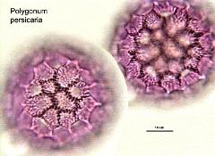 hydrated Pollen