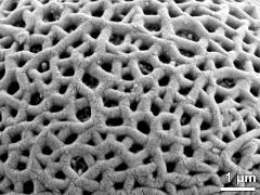 exine surface