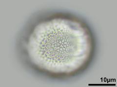 hydrated pollen,equatorial view