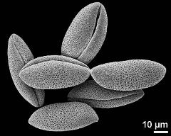 dry pollen grains