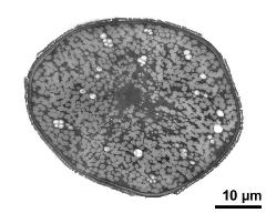 pollen grain in cross section