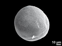 hydrated pollen,oblique view,equatorial view