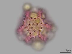 hydrated pollen,polar view