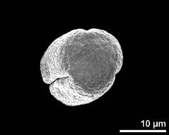 polar view (dry pollen grain)