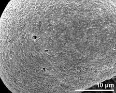 exine surface (saccus)