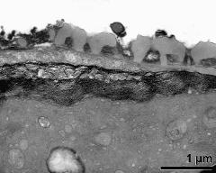 pollen wall at transition of aperture and interapertural area