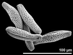 dry pollen grains