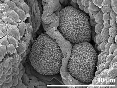 hydrated pollen in loculus