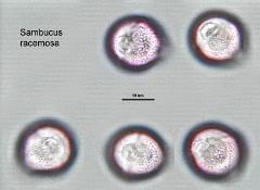 hydrated pollen