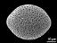 hydrated pollen grain