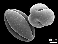 dry pollen grains