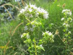 inflorescence(s)