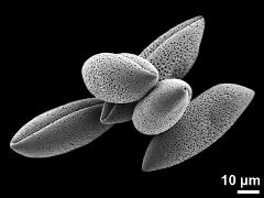 dry pollen grains