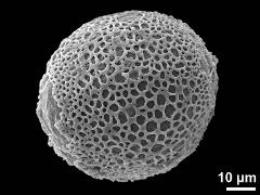 proximal polar view
