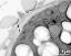 apertural area of pollen wall, intine (I), endexine (E)