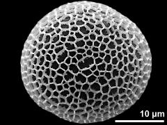 polar proximal view