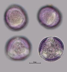 hydrated pollen