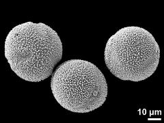 hydrated pollen grains