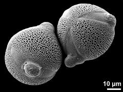 hydrated pollen grains